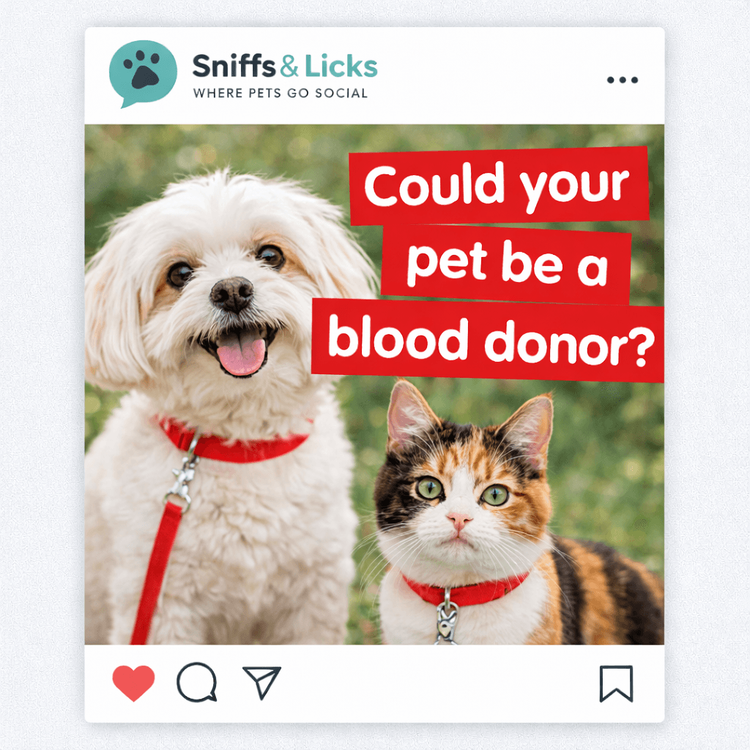 Happy healthy dog sitting proudly as a registered blood donor